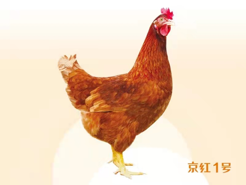 乐丰京红1号